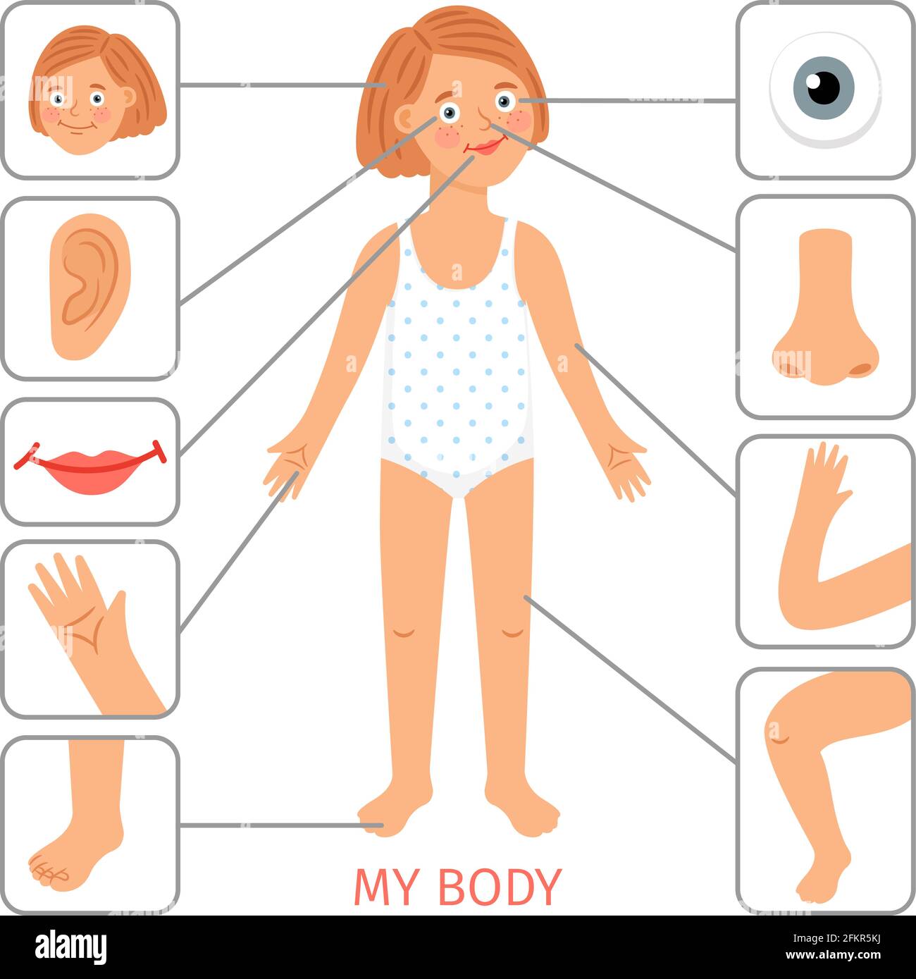 Girl body parts. Preschool female child body parts cartoon vector  illustration, arm and leg, nose and eye, hair and neck on white background  Stock Vector Image & Art - Alamy