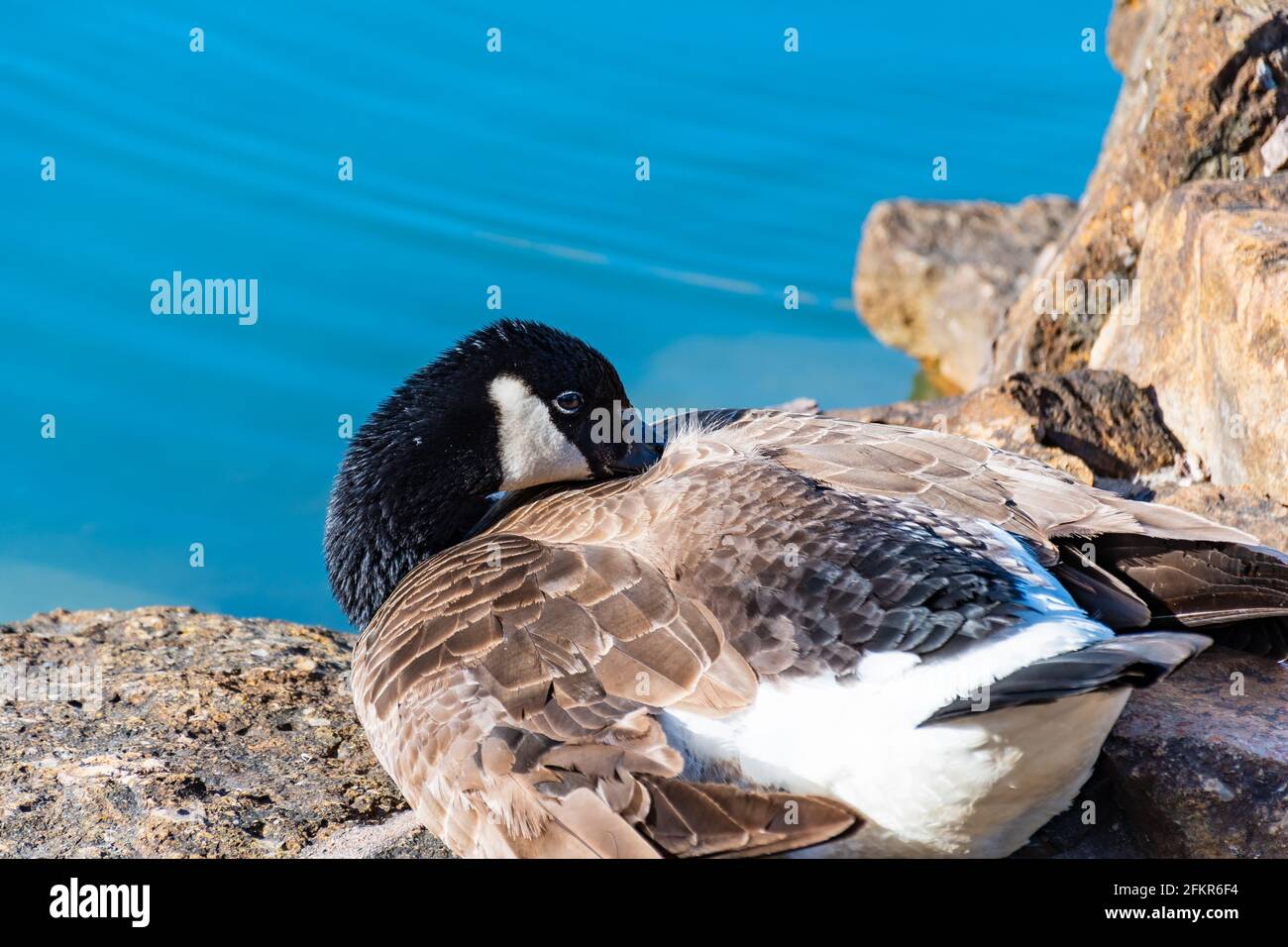 View of a Canadian goose resting by a pond in a park Stock Photo