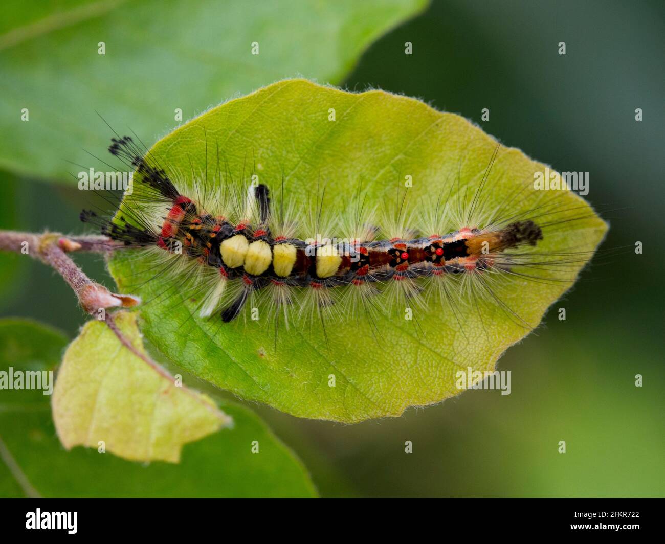 Butterfly caterpillar (Orgyia antiqua) on leaf Stock Photo