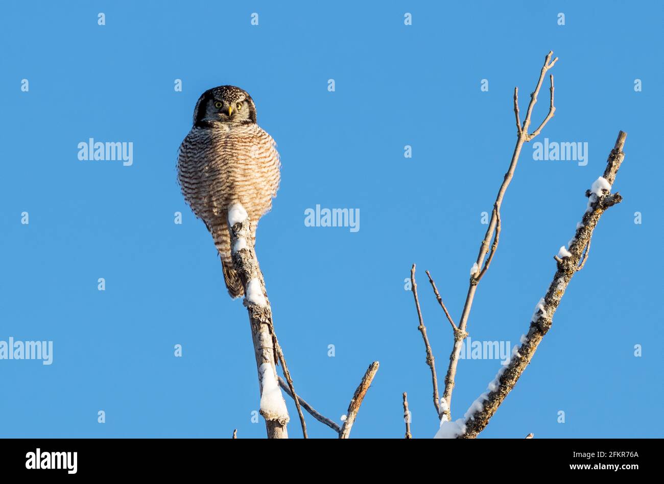 Northern hawk owl (Surnia ulula) perched on top of a tree in winter. The background is a clear sunny blue sky without a cloud in sight. Stock Photo