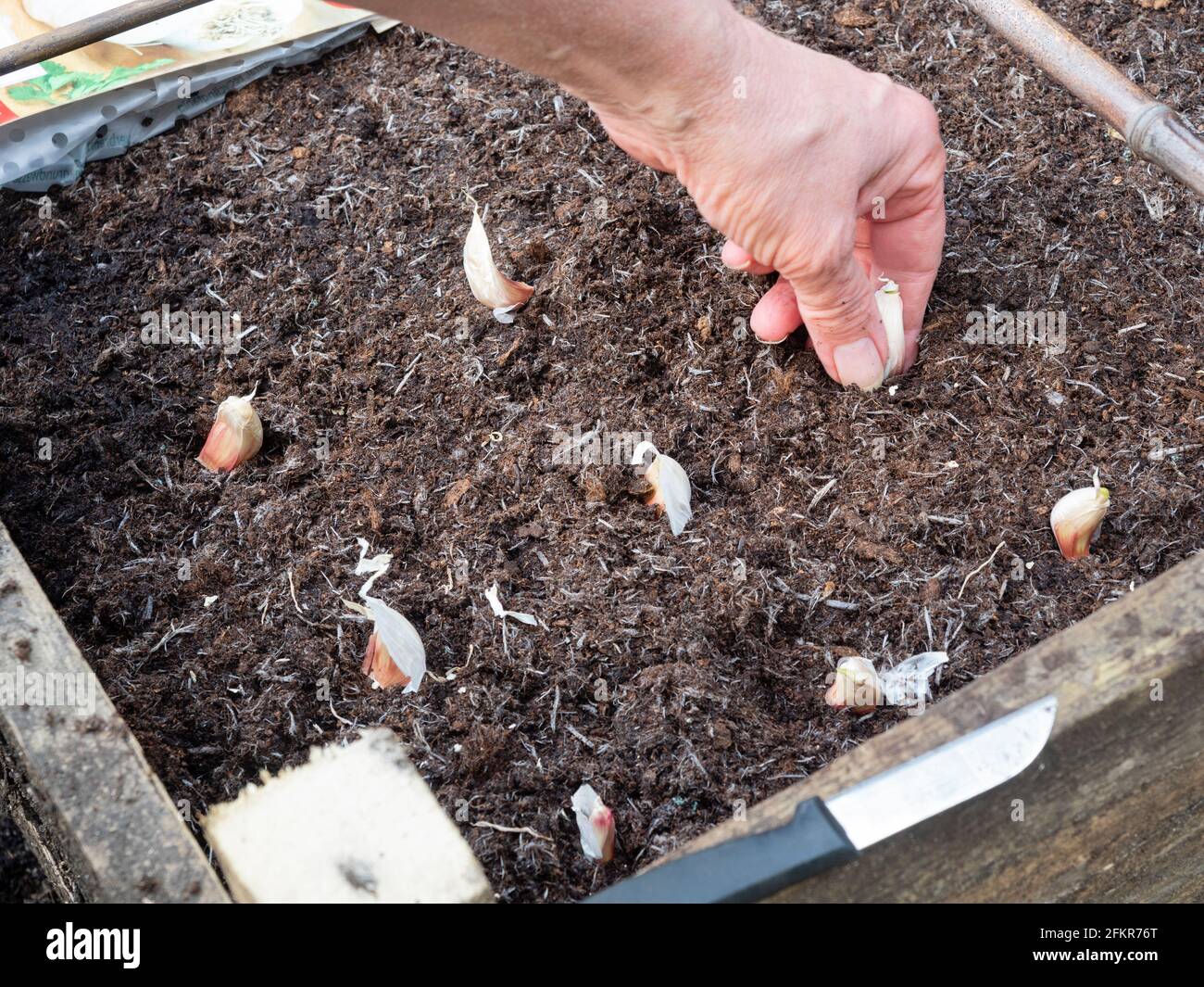 Garlic cloves, Allium sativum, 'Cristo', being spaced out in a square foot raised bed prior to planting Stock Photo