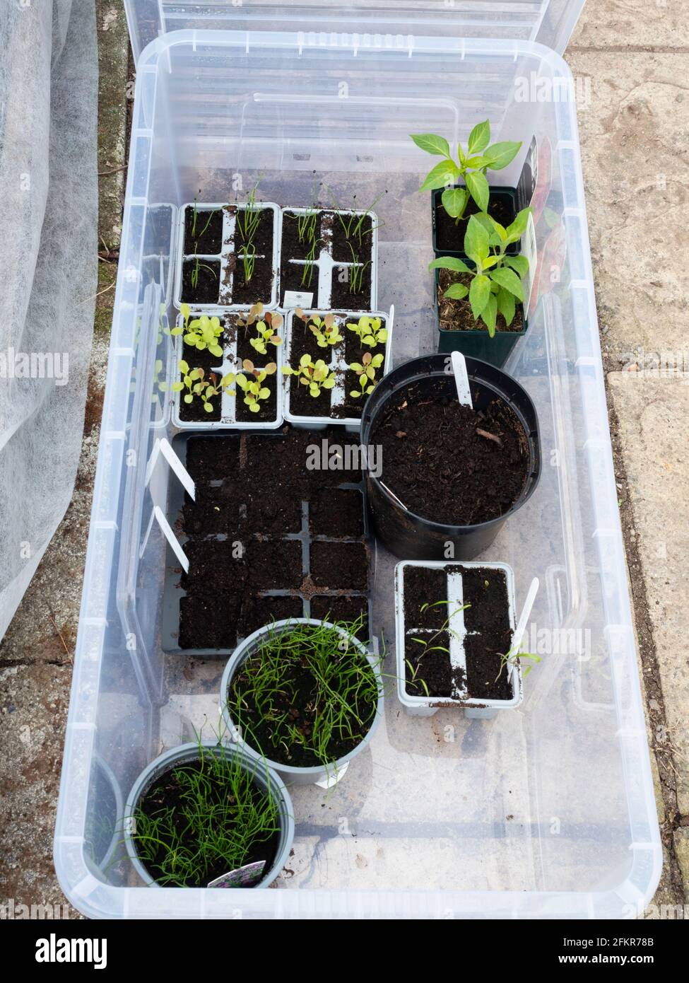 Improvised cold frame using a plastic storage box for growing  seedlings and tender plants in a small back garden vegetable plot Stock Photo