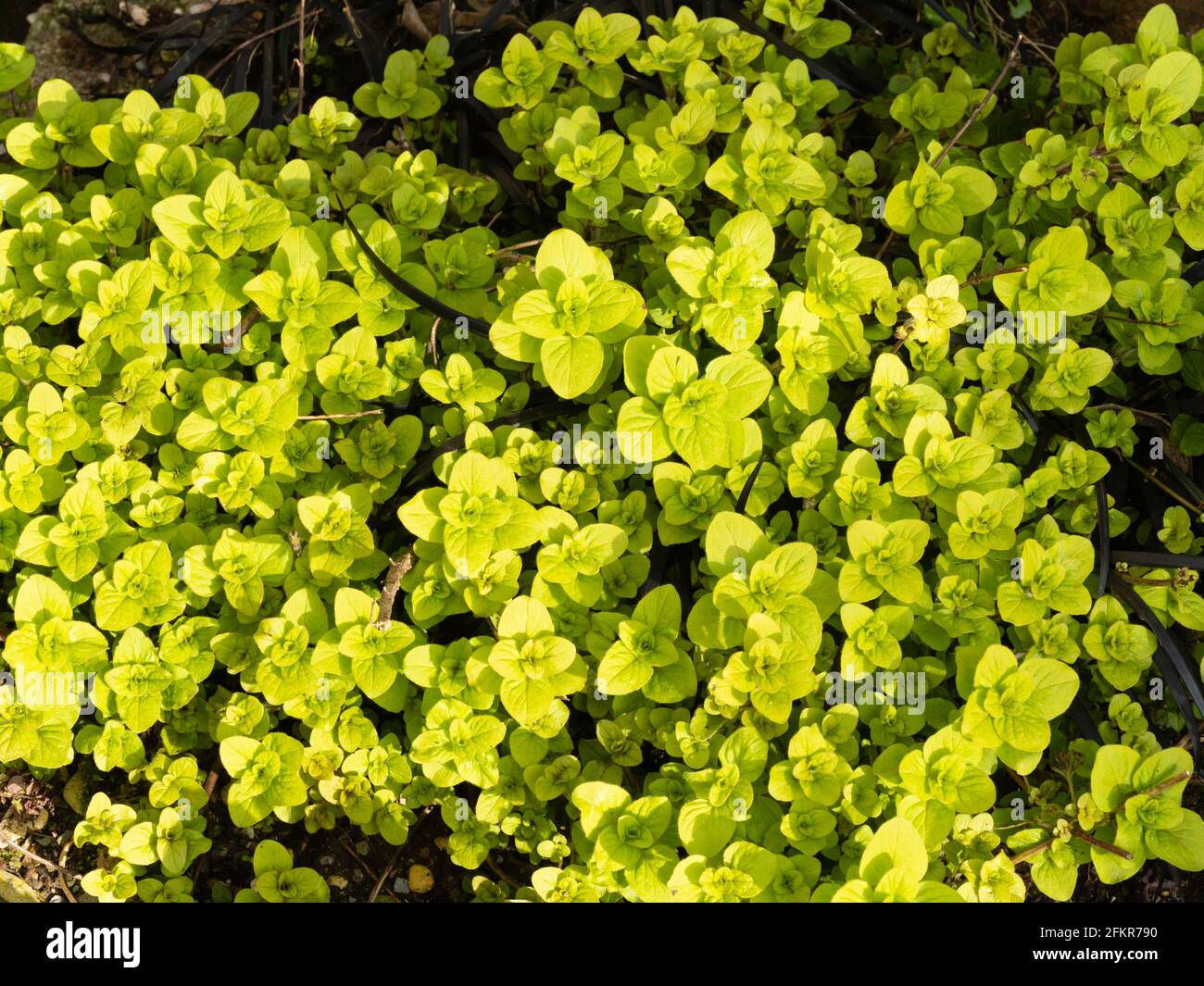 Origanum vulgare aureum hires stock photography and images Alamy