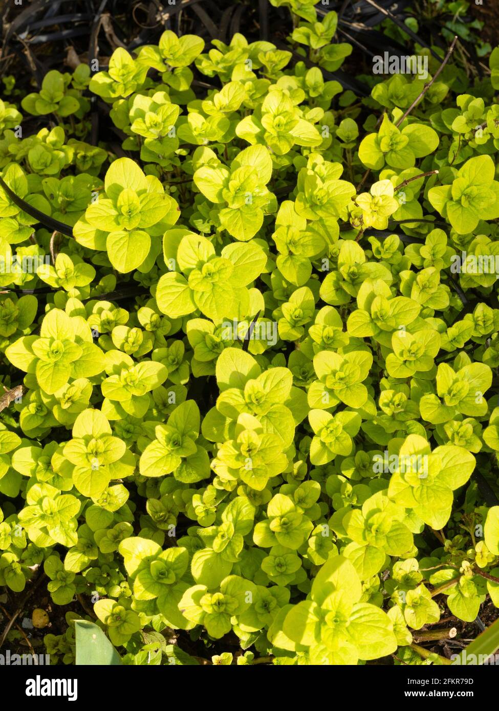 Origanum vulgare aureum hires stock photography and images Alamy
