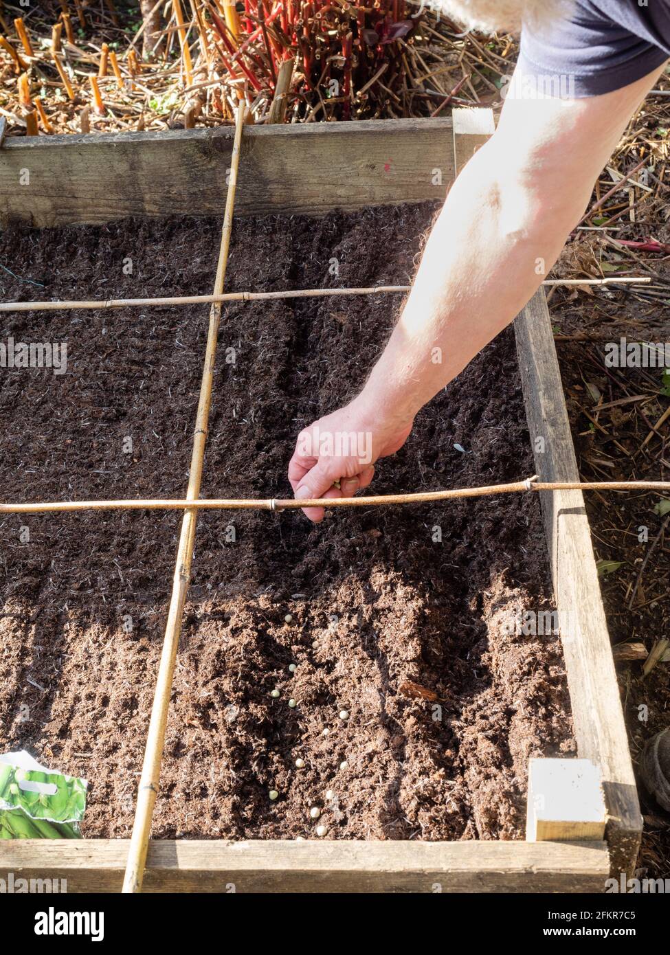 Early spring sowing of garden pea Pisum sativum 'Meteor' in a raised bed with canes for square foot spacing Stock Photo