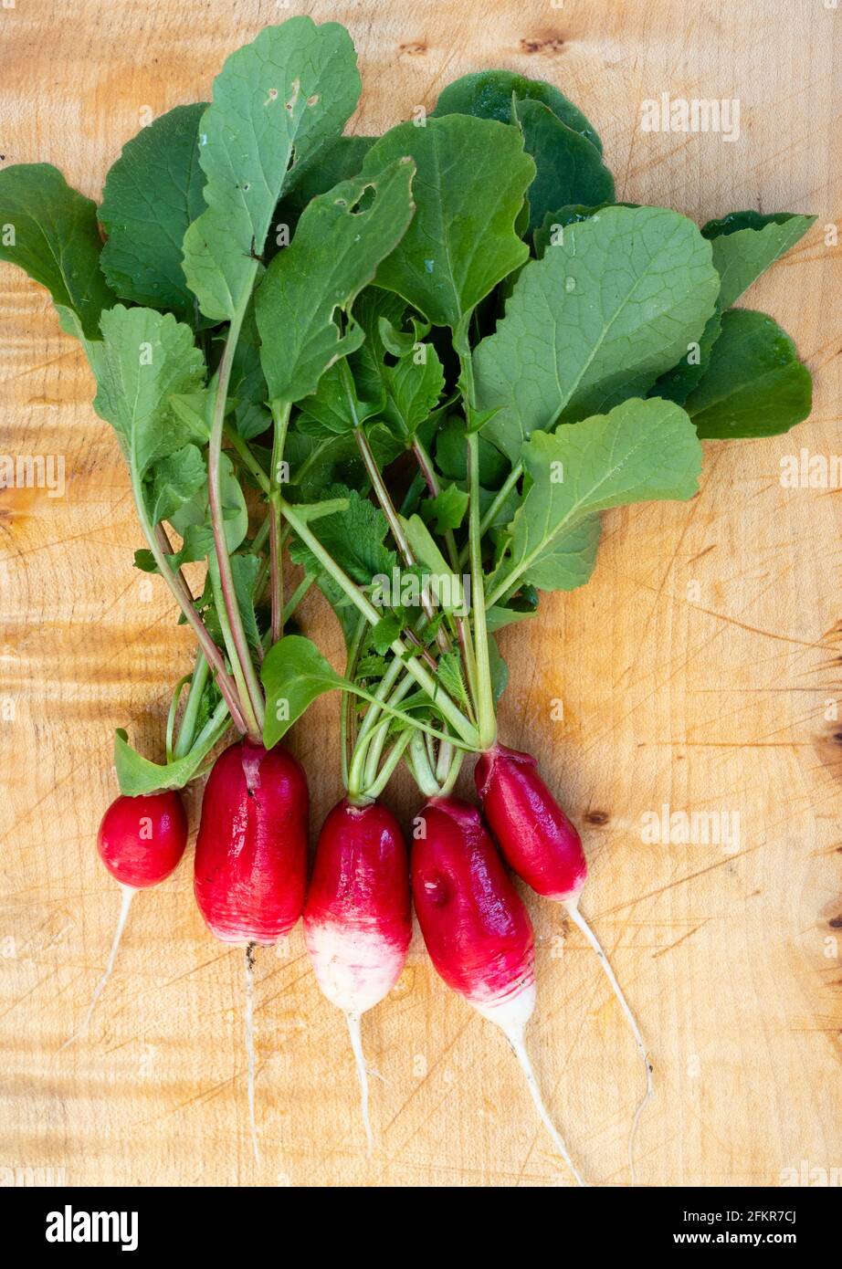 Freshly harvested mid spring organic salad radish 'French Breakfast 3' with roots and tops attached Stock Photo