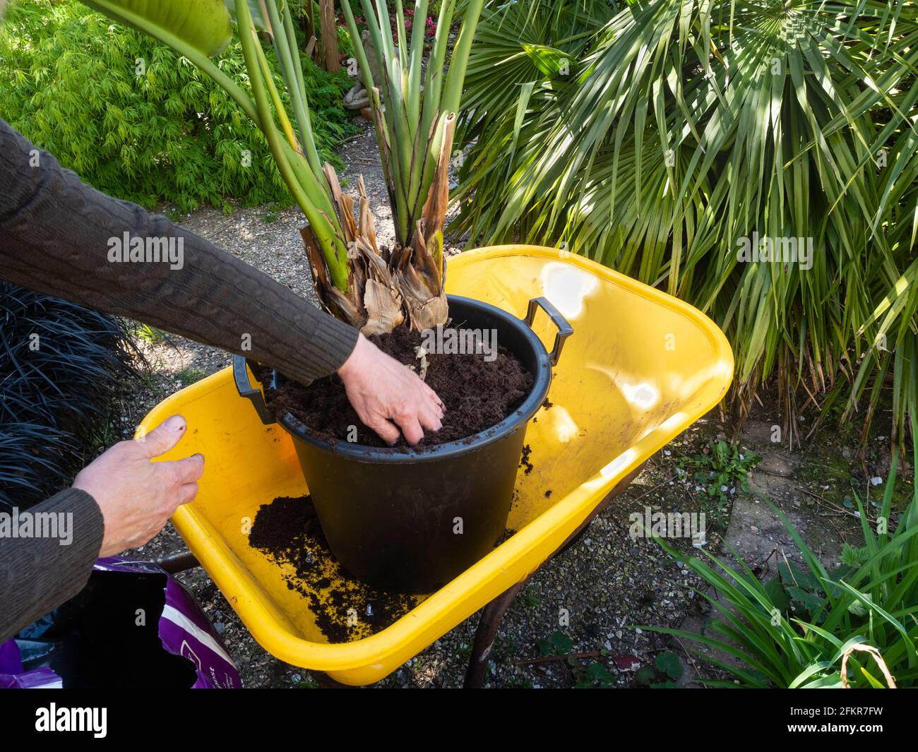Repotting a root bound container plant of the bird of paradise flower