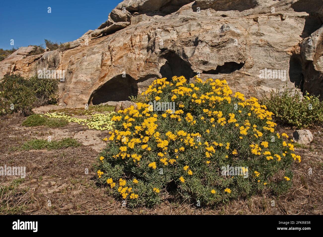 Spoeg River Cave with Othonna cylindrica and Grielum humifusum 11432 Stock Photo