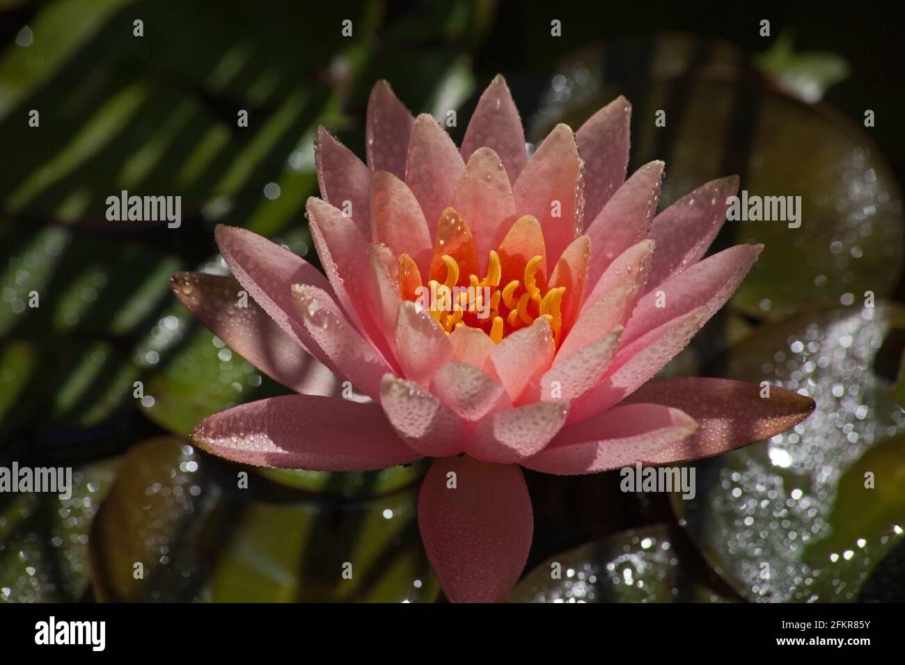 Nymphaea hybrid water lily hi-res stock photography and images - Alamy