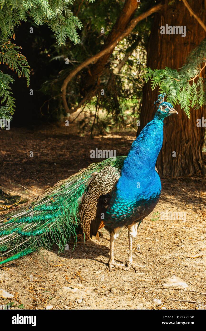 Beautiful male peafowl referred to as peacock in park.Blue Indian peacock,Pavo cristatus, with colorful iridescent tail and metallic blue green feathe Stock Photo