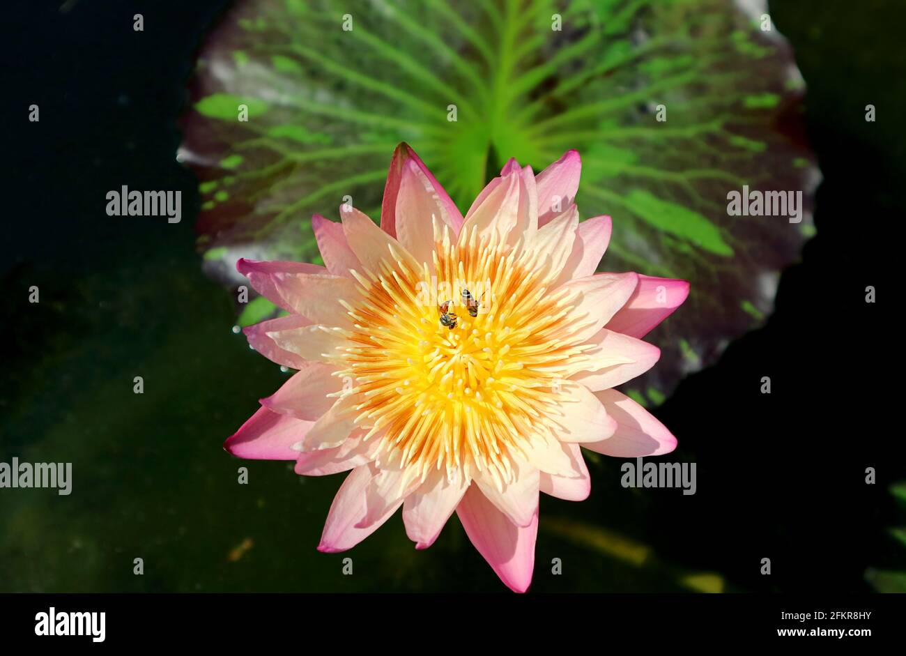 Collecting water lily hi-res stock photography and images - Alamy