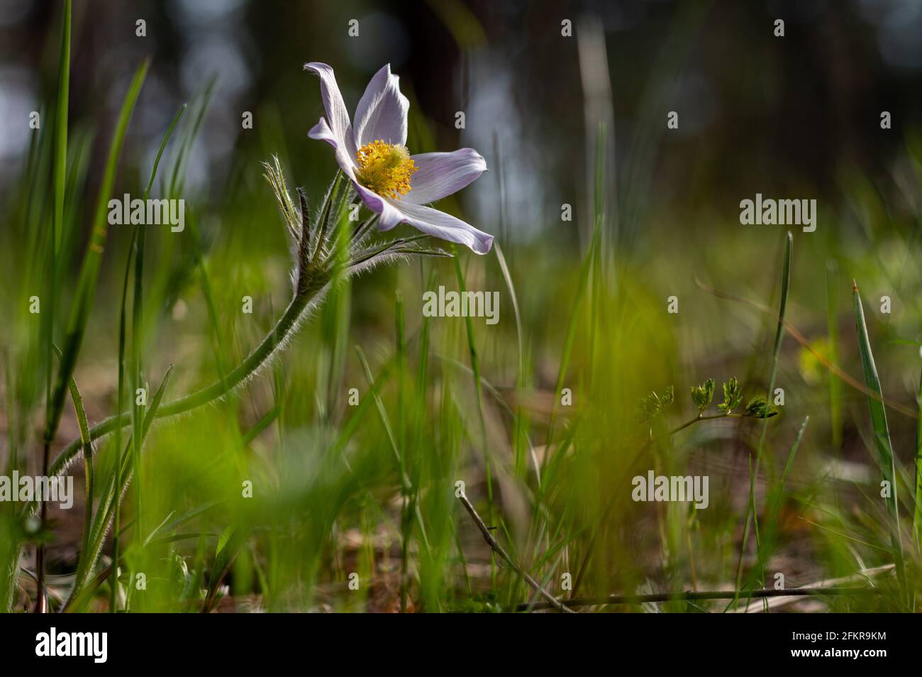 Beautiful forest flower. Rare wild forest flower. One flower in the grass. Beautiful bokeh. Pulsatilla patens in forest. Evening light. Stock Photo