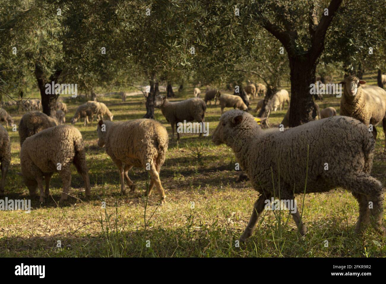 Flock of sheep in the pasture Stock Photo - Alamy