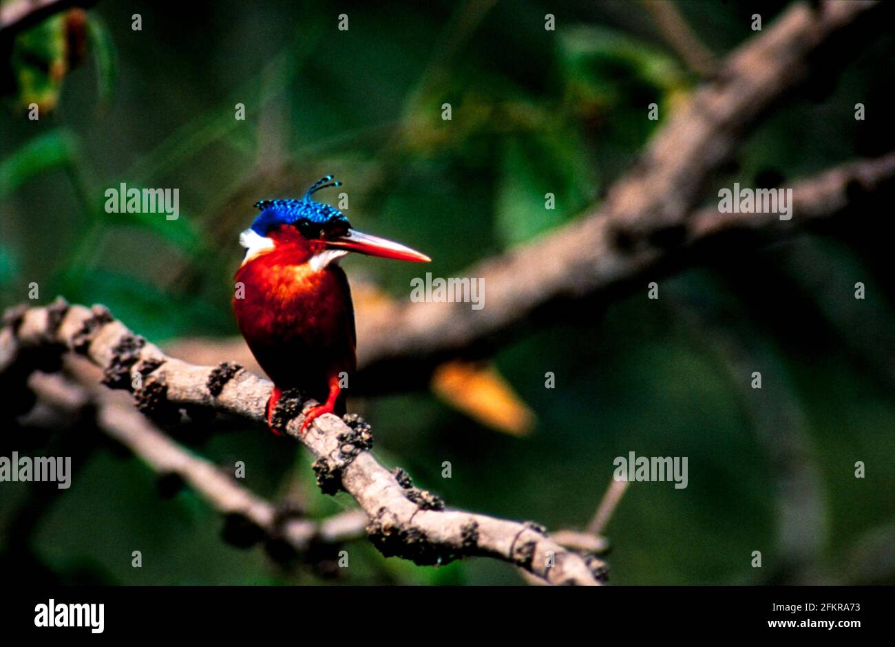 Foreign Birds Exotic birds, birds in nature and natural habitat Stock Photo - Alamy