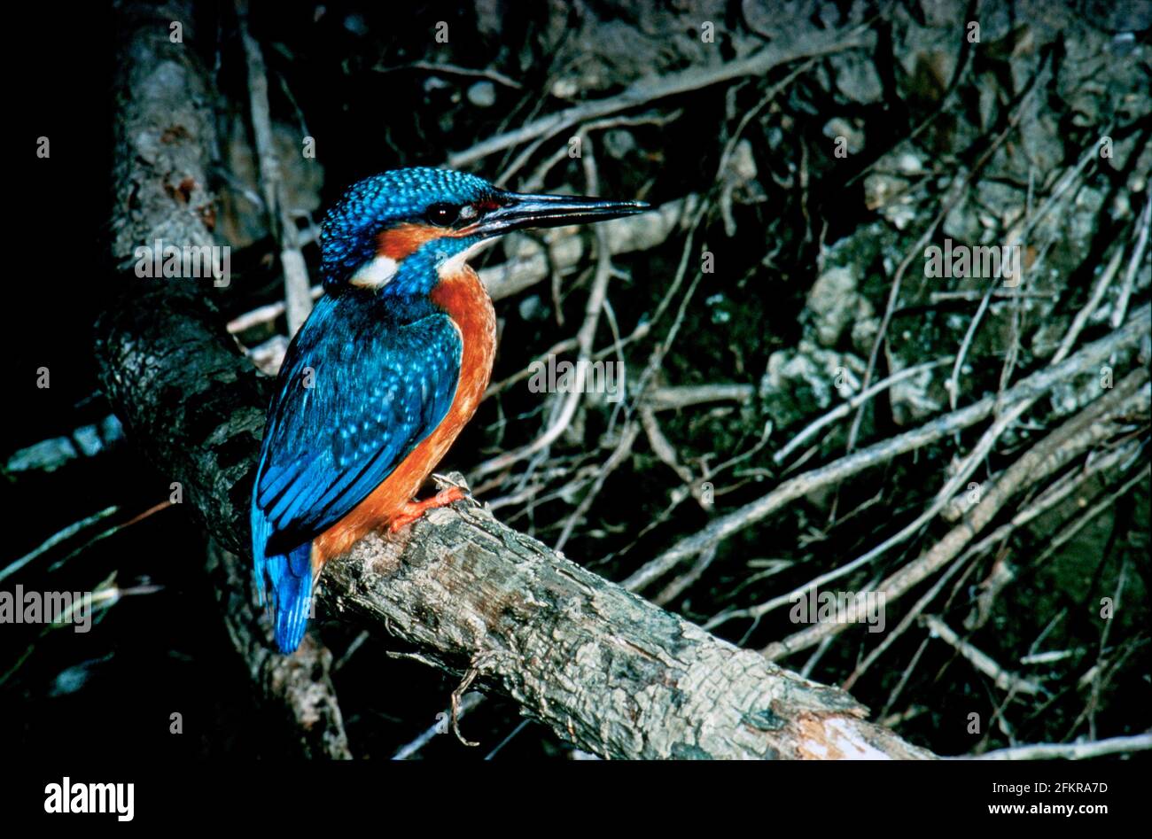 Exotic birds, birds in nature and natural habitat Stock Photo - Alamy