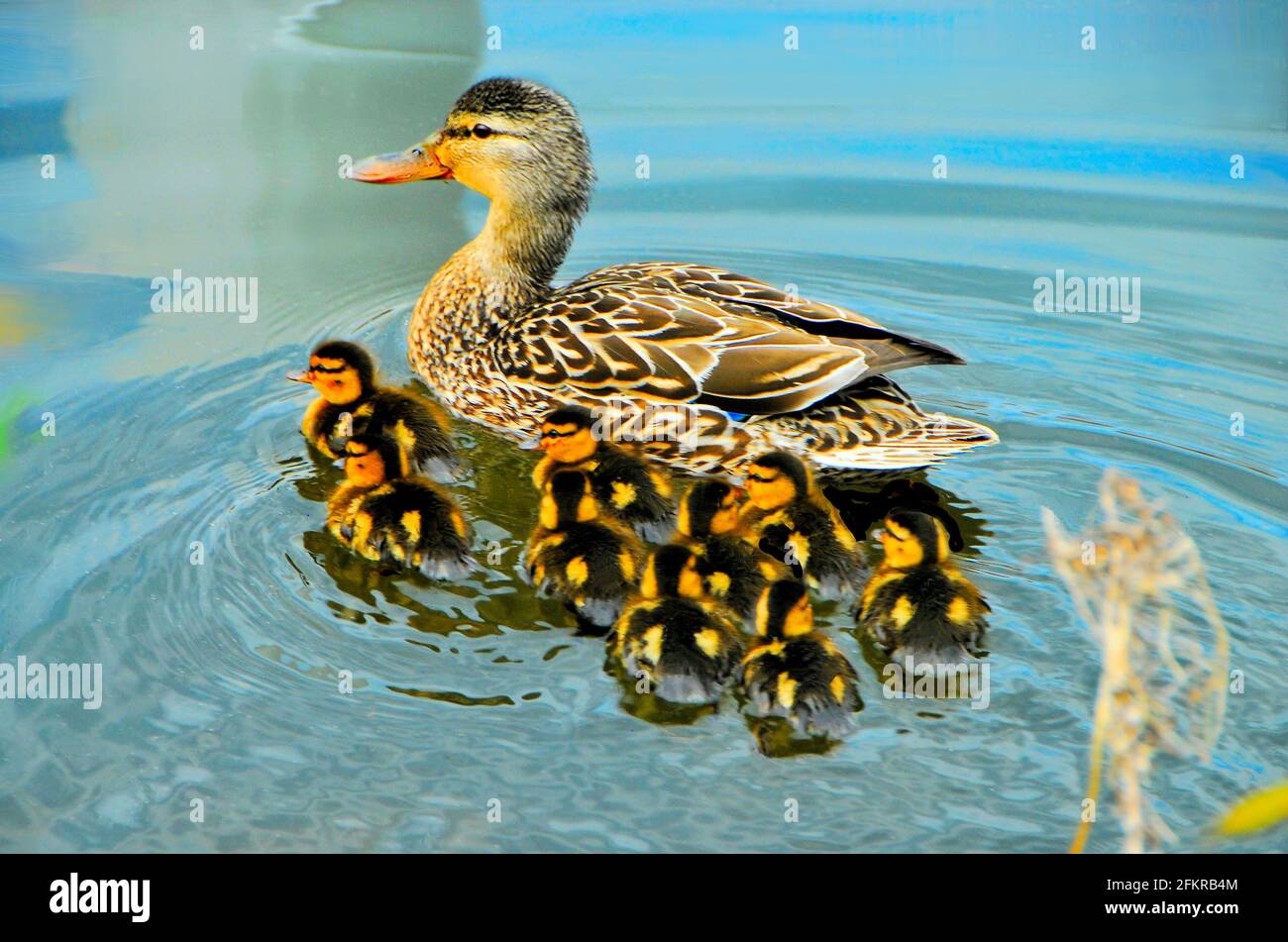Mallard duck mother and ducklings swimming near shore of Lake Superior on a summers day. Stock Photo