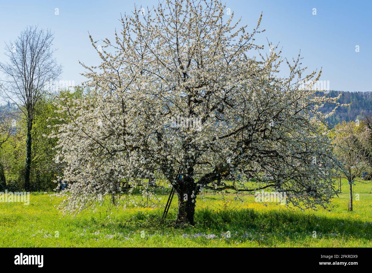 Blooming big cherry tree in green meadow with mayflower in springtime. Ladder on tree trunk. Stock Photo