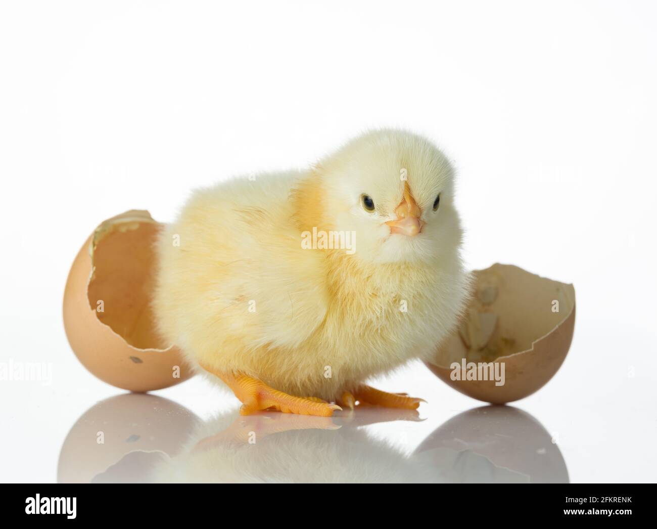Newborn chicks and broken egg shells on white table Stock Photo
