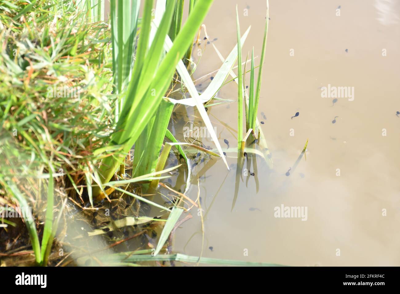 Tadpoles swimming in a pond Stock Photo