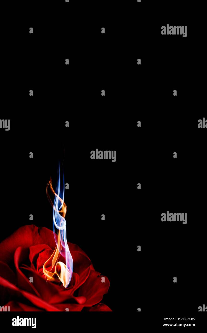 Two intertwined delicate flames rise from the centre of beautiful red ...