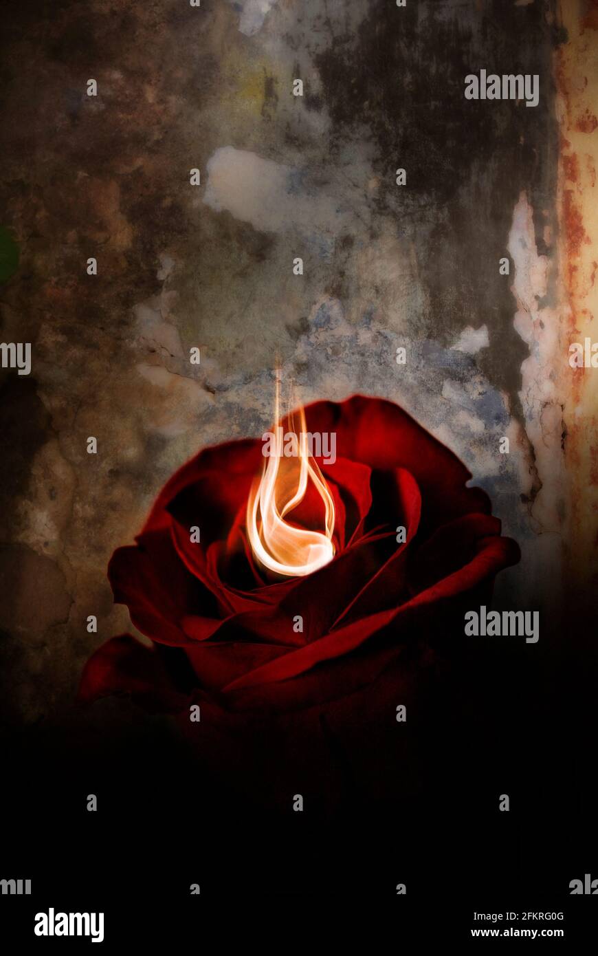 Delicate flame burns in the centre of single red rose. Stock Photo