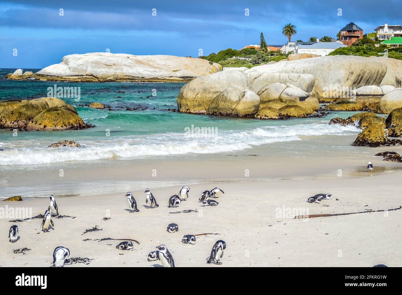African cape penguin colony at boulder's beach in Simon's town cape ...
