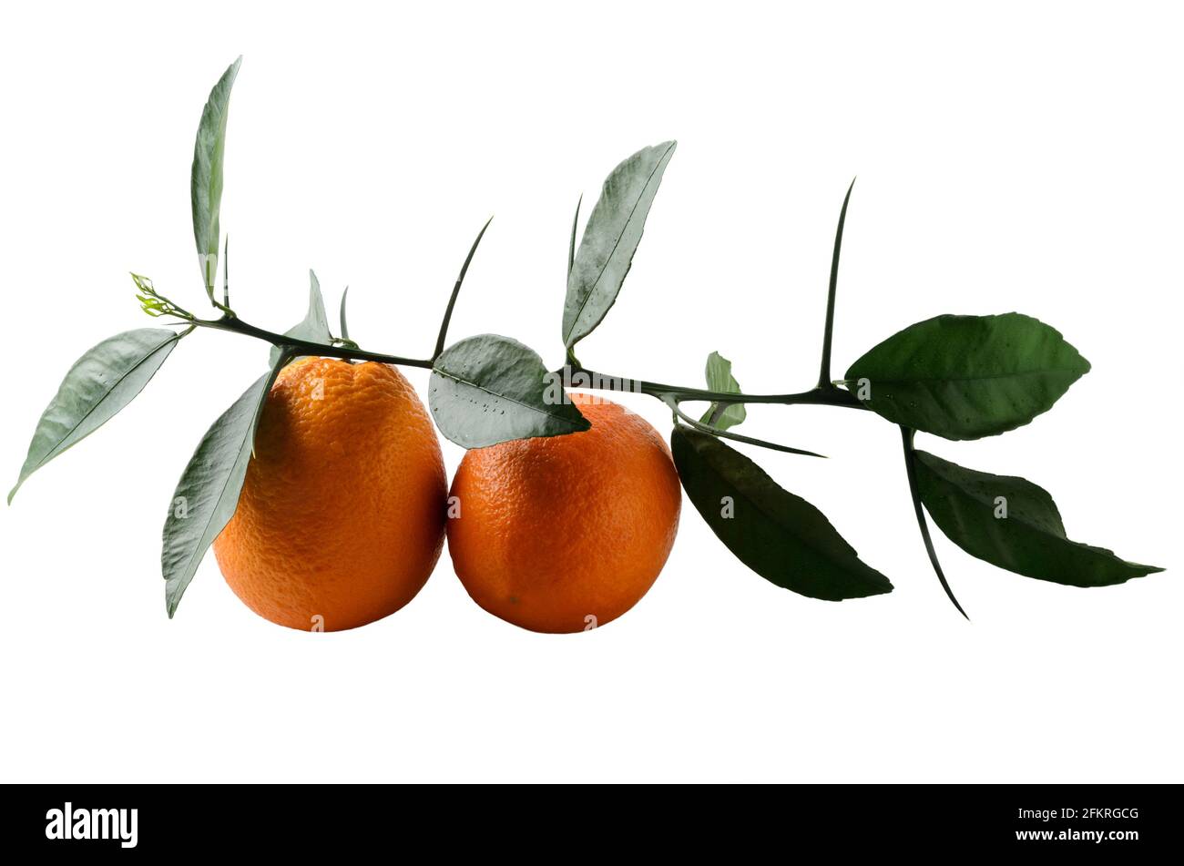 Ripe juicy oranges with a natural sprig with leaves and thorns. Thick