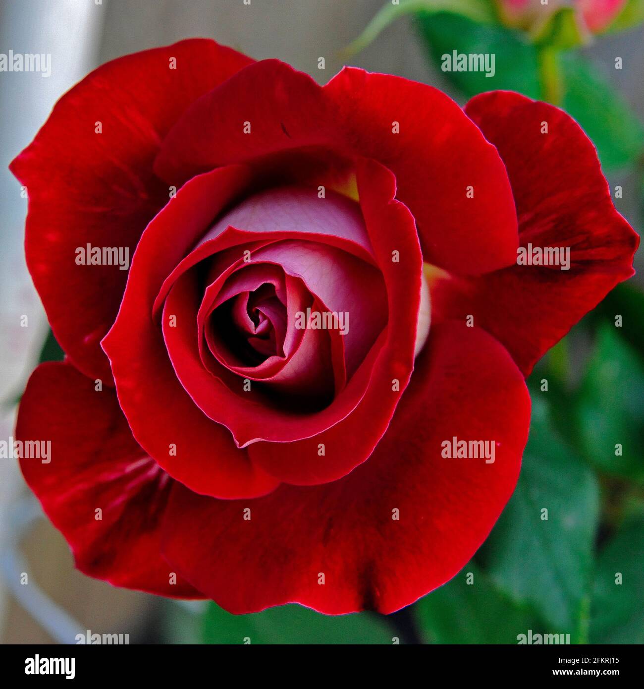 Close-up of a Big Red Rose Stock Photo - Alamy