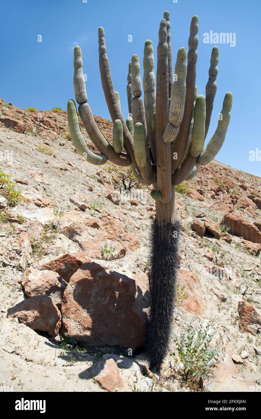 Cactus in desert landscape near Cerro Blanco, Nazca, Peru Stock Photo -  Alamy