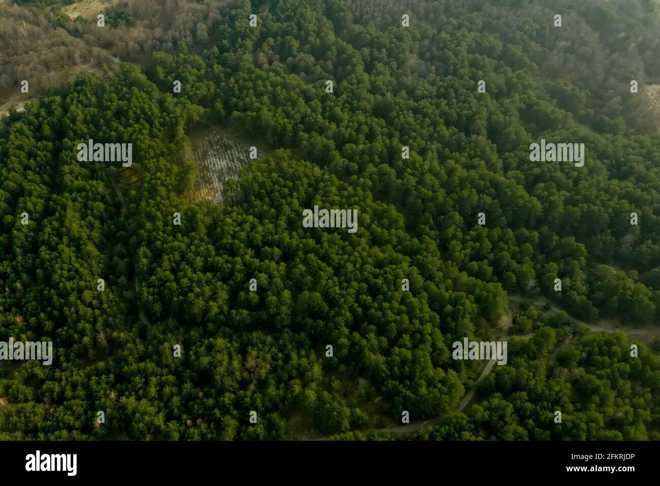 Aerial drone view of deforestation of a pine forest. Ecology concept change tree forest drought and forest refreshing Stock Photo