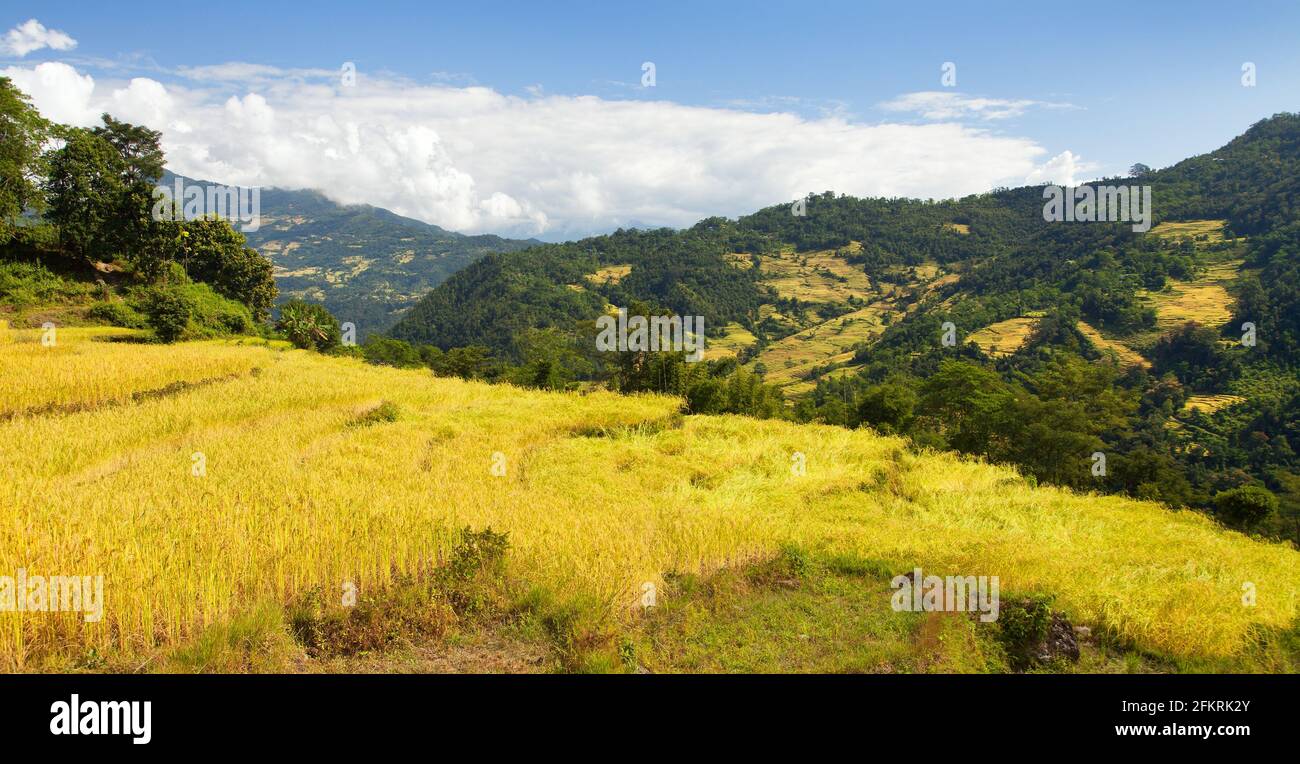 golden terraced rice or paddy fields in Nepal Himalayas mountains Stock Photo