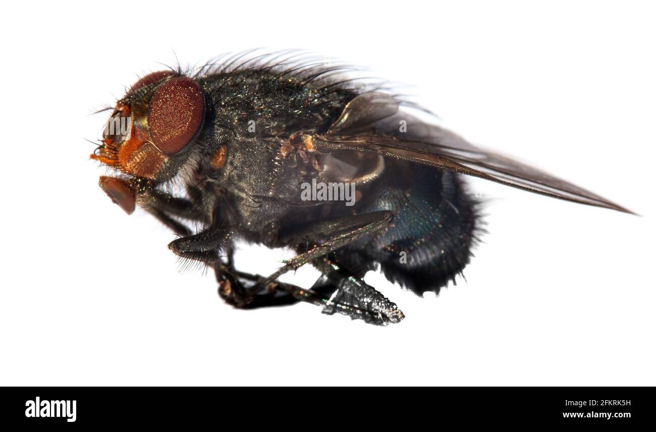 Red Bottom Fly fly with red eyes, closeup of fly isolatet on the white background ...