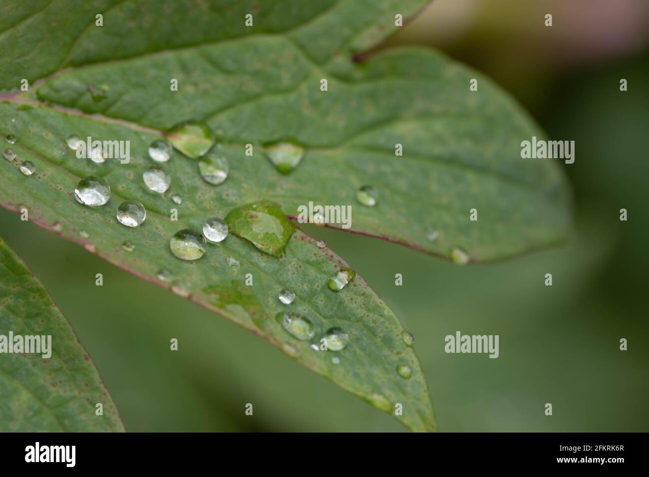 Close up of drops on green leaves in sunny garden. Stock Photo
