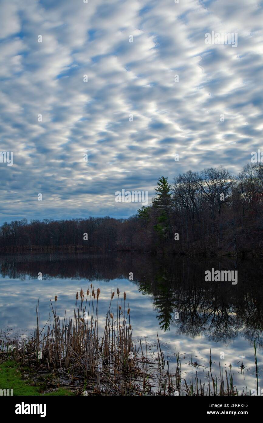 Lower Pond reflection with cattails, AW Stanley Park, New Britain