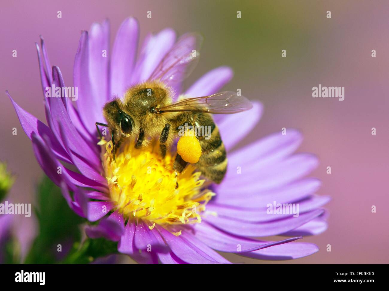 detail of bee or honeybee in Latin Apis Mellifera, european or western honey bee pollinated the yellow violet purple or blue flower Stock Photo