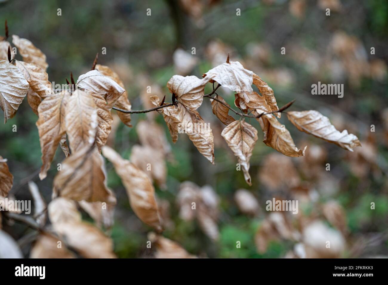 Branch leaves withered hi-res stock photography and images - Alamy