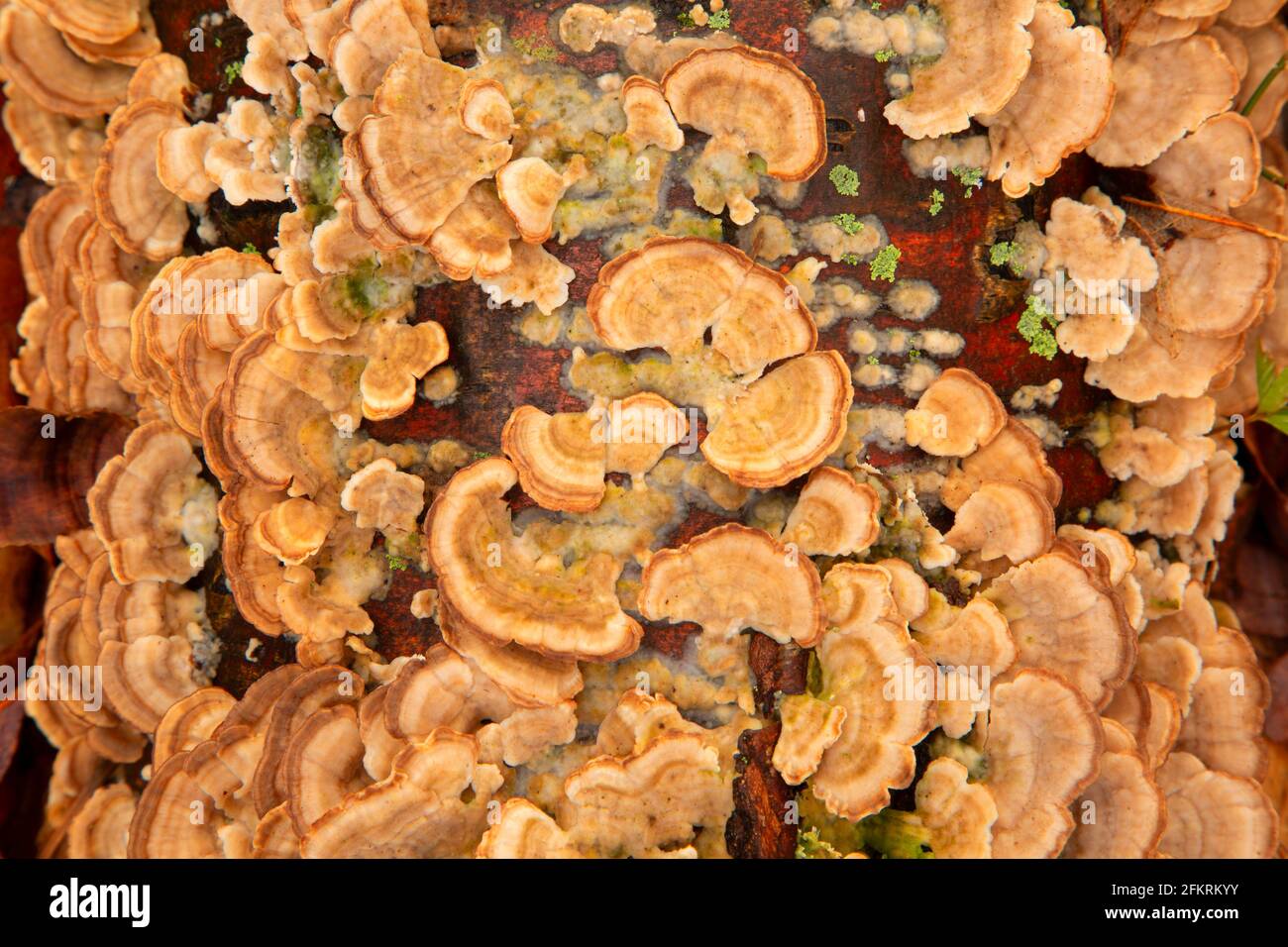 Britain fungi hires stock photography and images Alamy