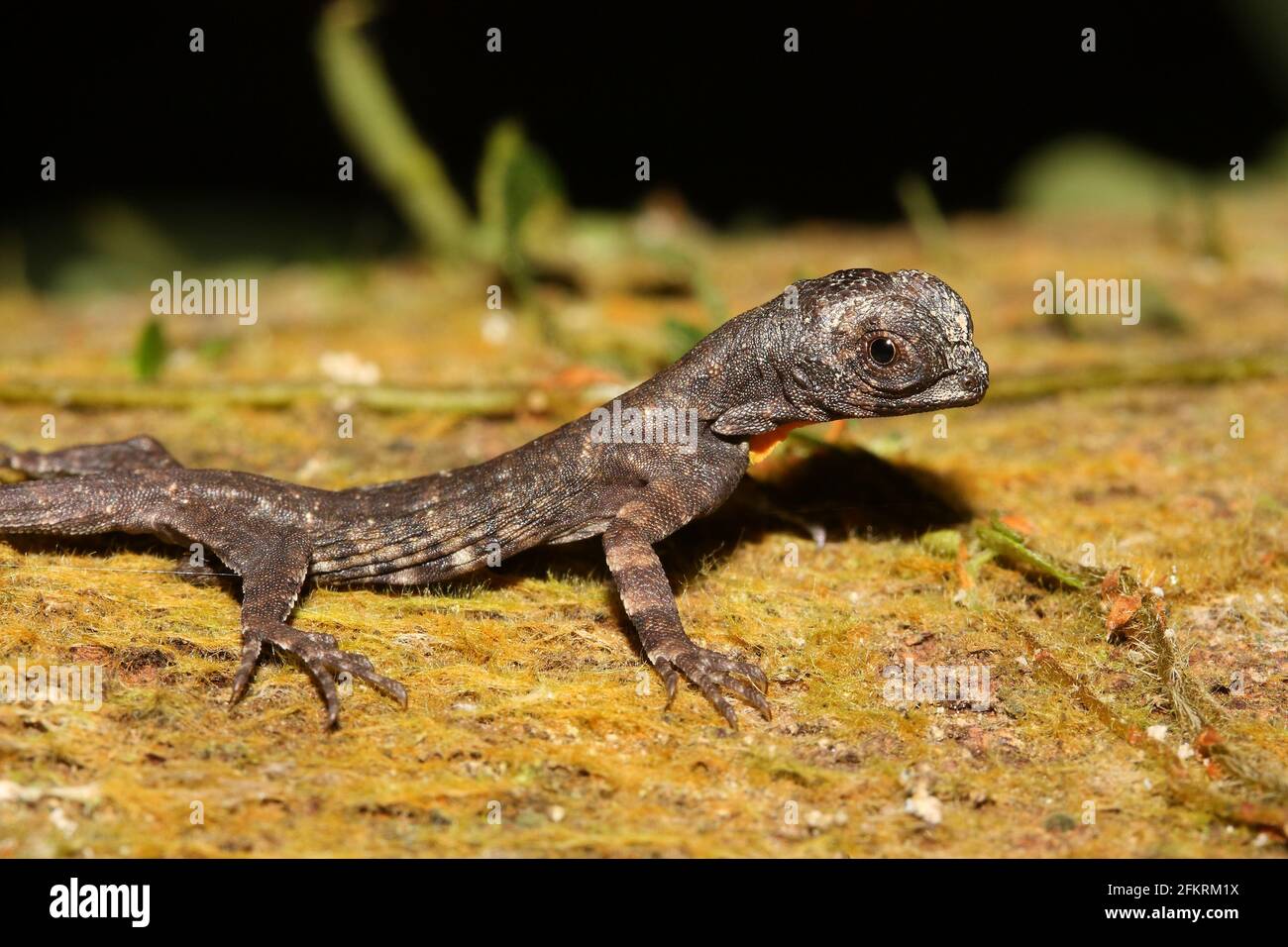 common gliding lizard (Draco sumatranus) in natural habitat in Borneo Stock Photo