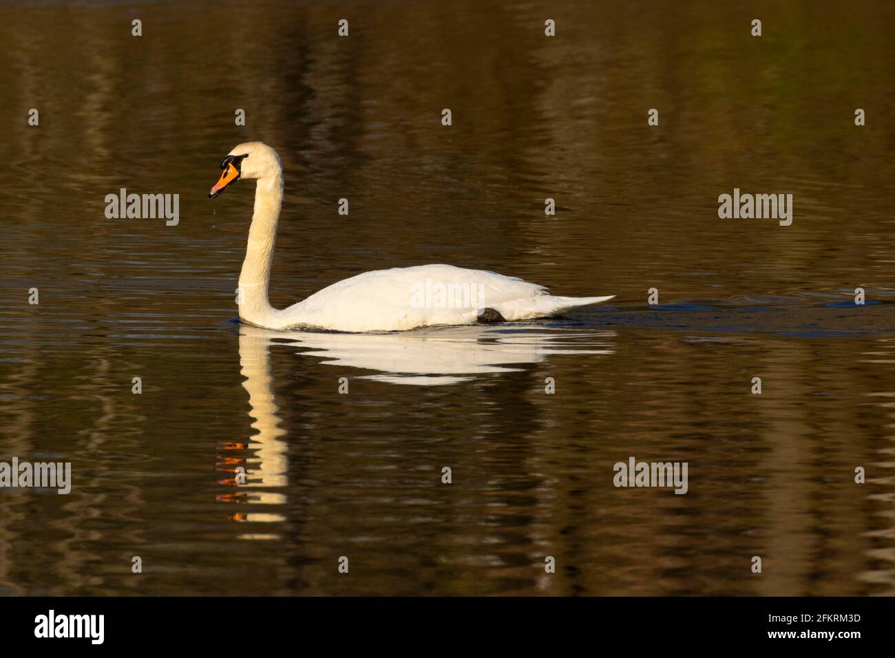 Mill woods park connecticut hires stock photography and images Alamy