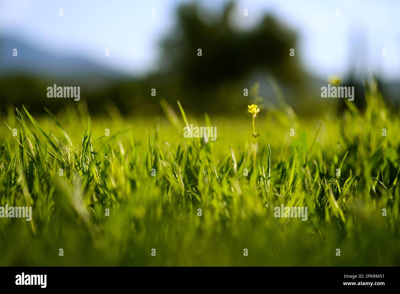 Close up shot of grass hi-res stock photography and images - Alamy