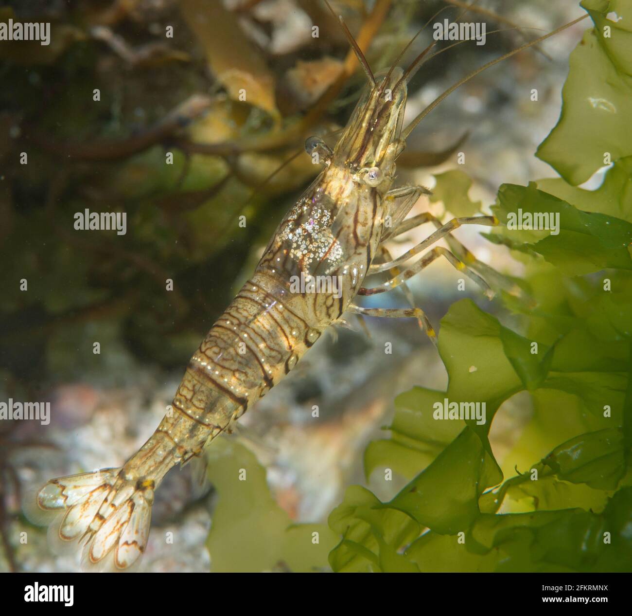 Common Prawn (Palaemon serratus) Stock Photo