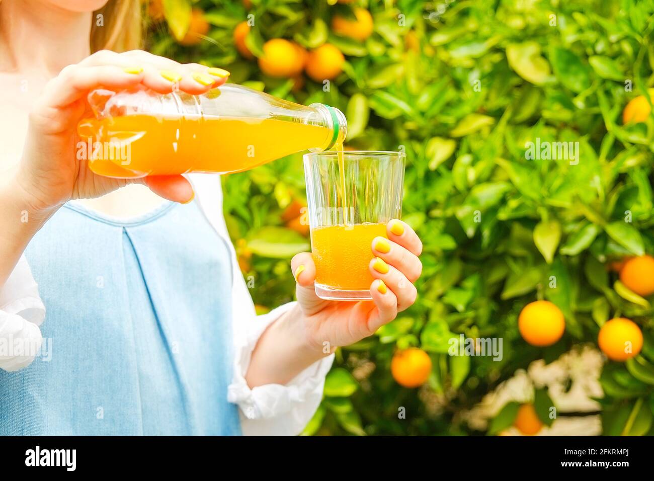 Close up of young attractive woman hands pouring fresh orange juice into glass at tree garden, fruit plantation. Branches full of oranges fruitage in Stock Photo