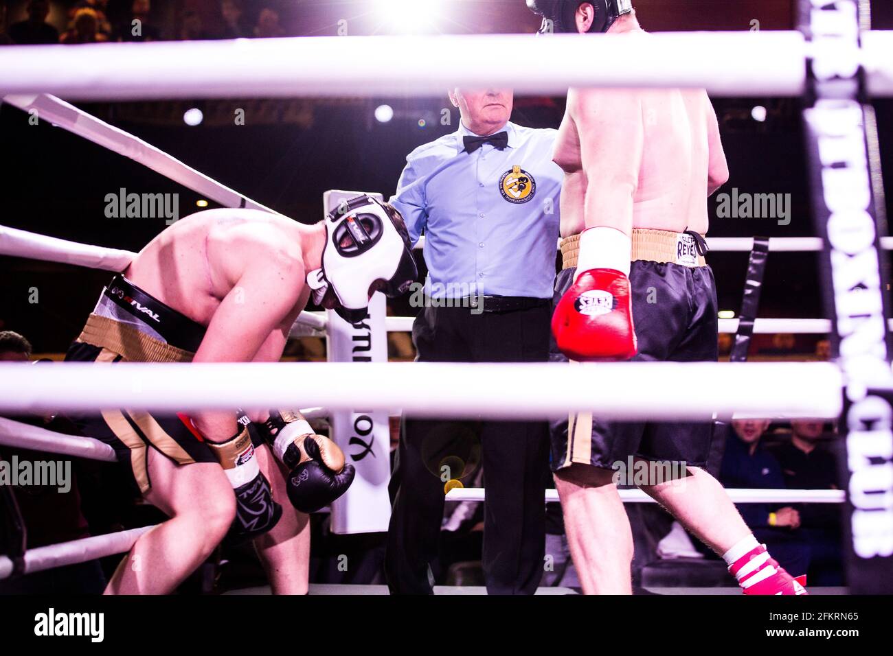 Boxing referee stops the fight as one of the boxers goes down after heavy body punch, gulping for air in pain during White Collars event in Freedom Stock Photo