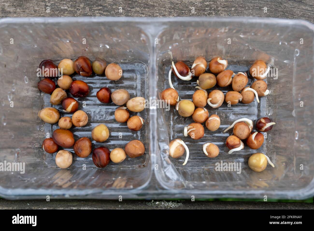 Pre-soaking and chitting peas before planting to expedite growth and also to make them less attractive to mice. Stock Photo