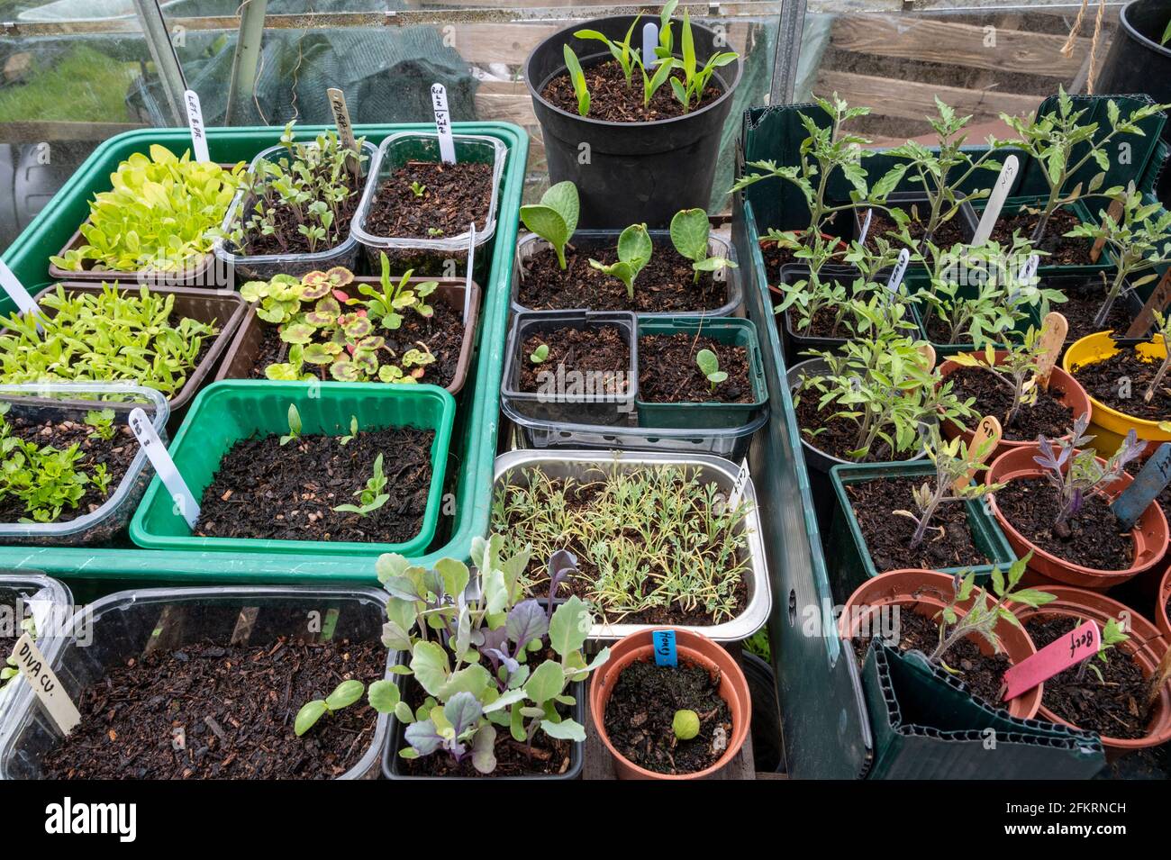 A variety of vegetable and flower seedlings growing in re-cycled food containers and and plant pots. Stock Photo