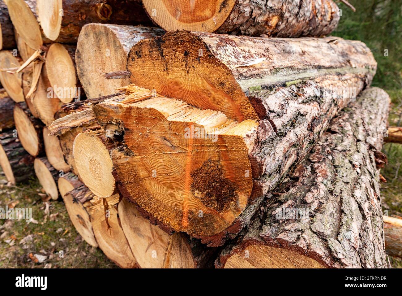 Logs of pine wood stacked. A cross-section of a raw, freshly cut wood log. Spring season. Stock Photo