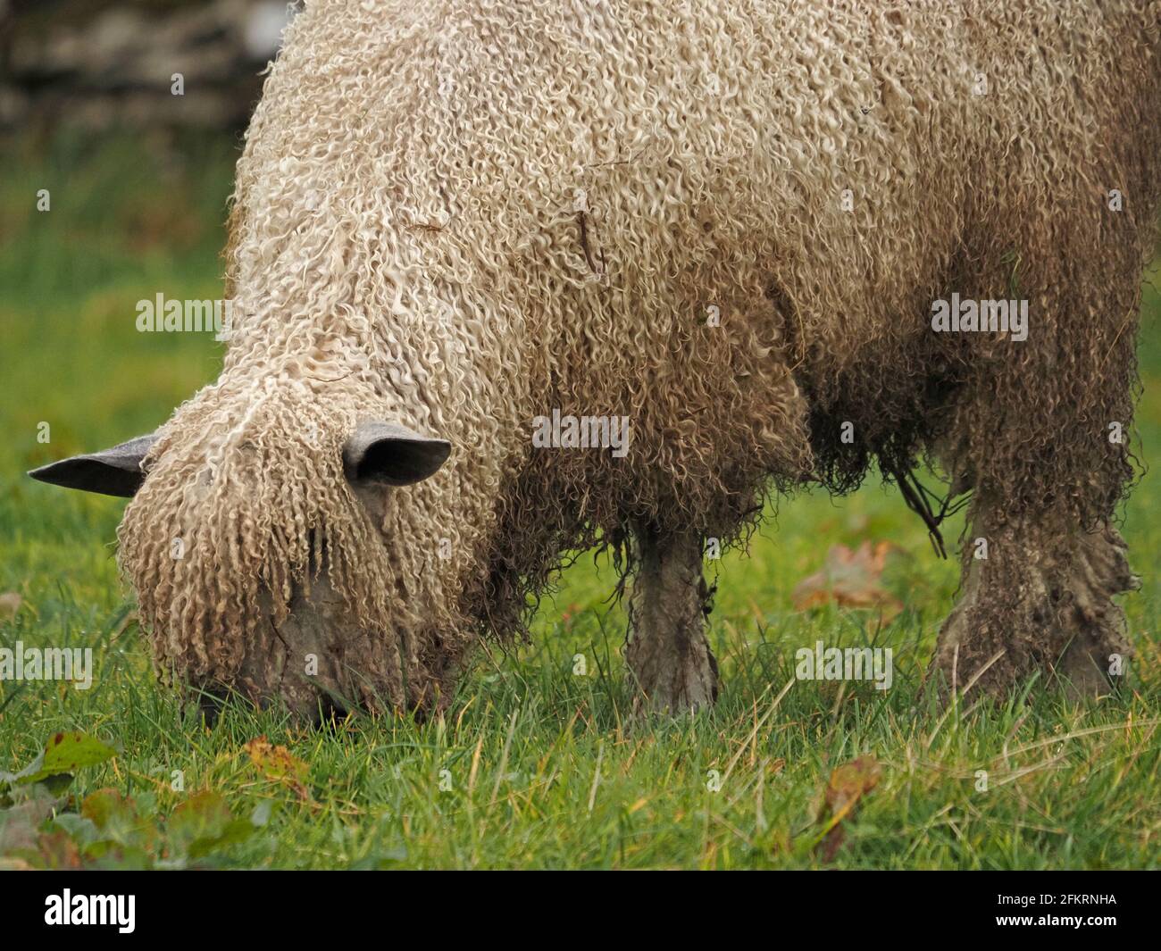 single sheep with shaggy curly woollen fleece in field in Cumbria
