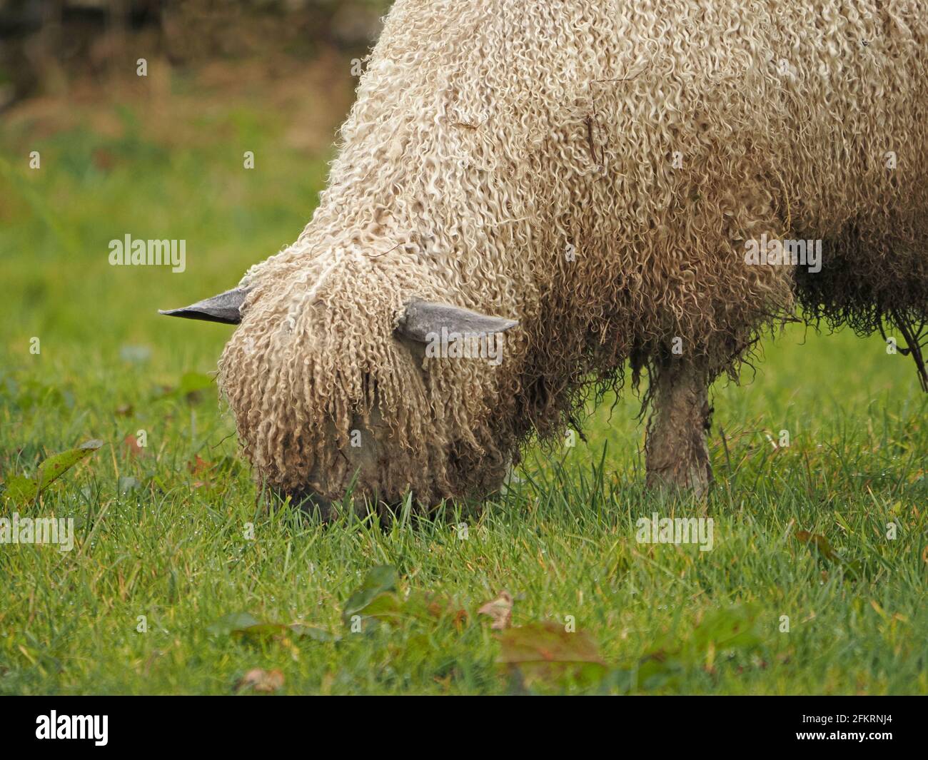 single sheep with shaggy curly woollen fleece in field in Cumbria