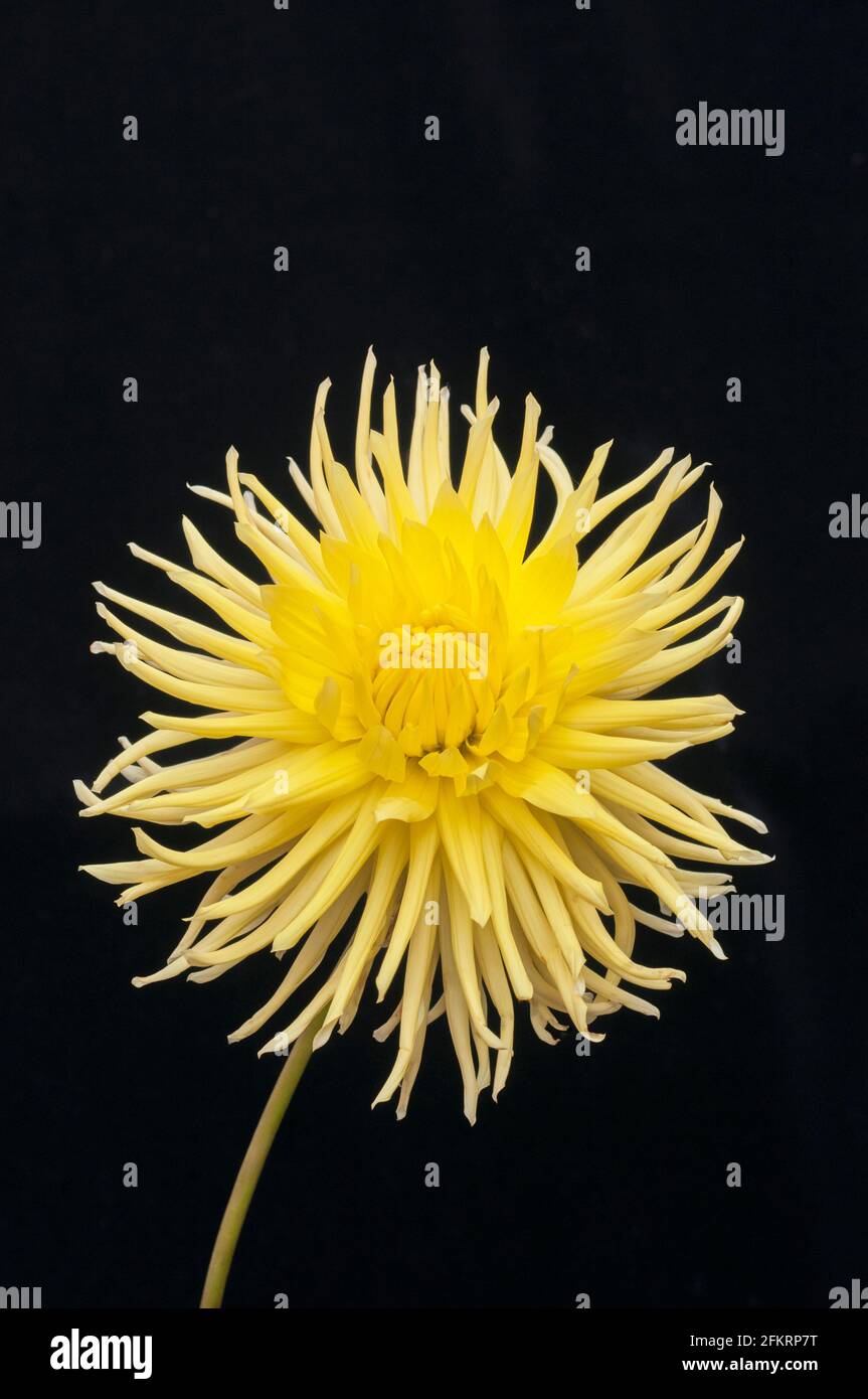 Close up of Dahlia Eastwood Moonlight set against a black background a semi cactus dahlia that has yellow flowers in summer and autumn Stock Photo