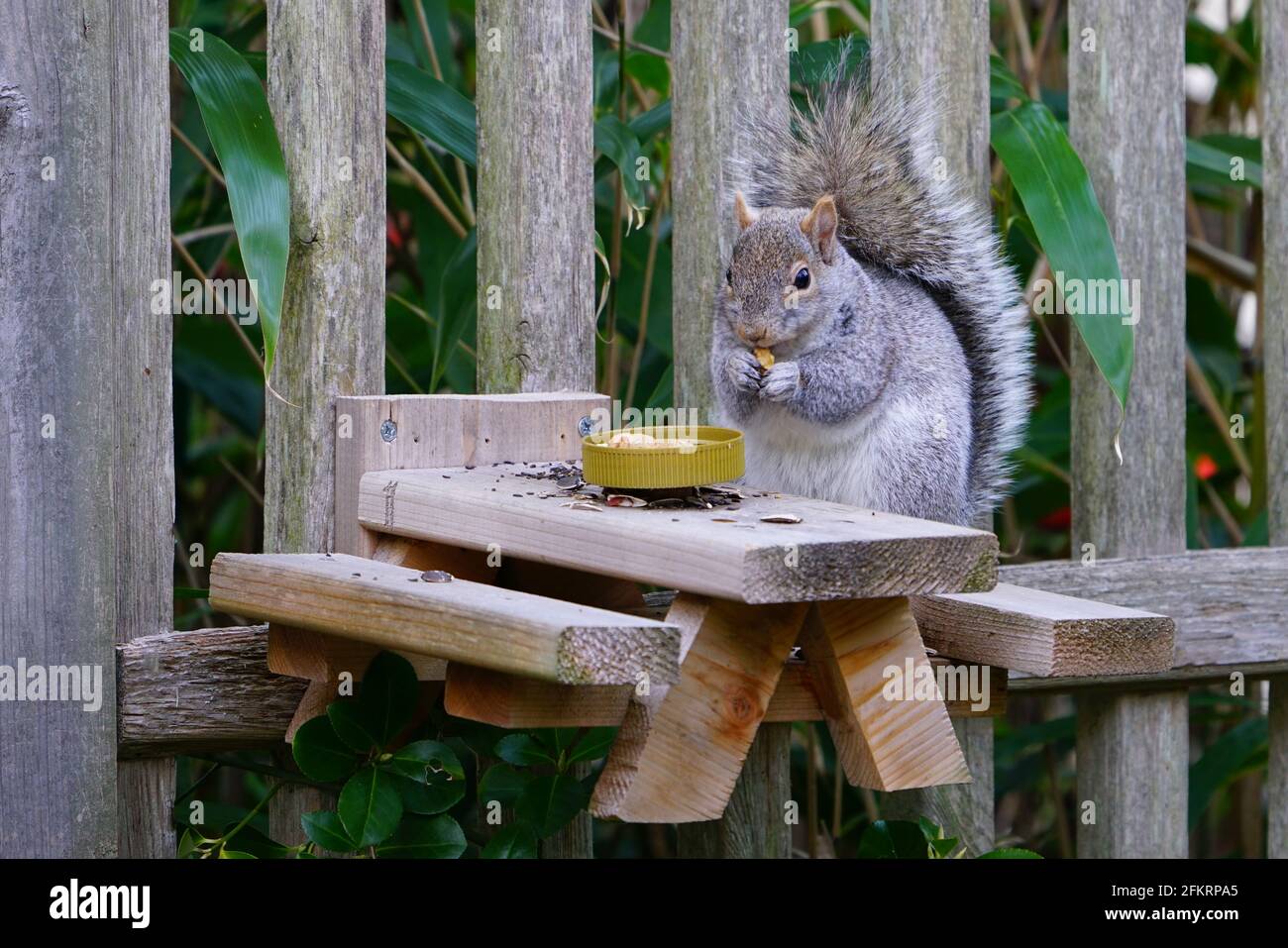 A gray squirrel eating at a backyard wooden picnic table for squirrels